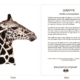 ClassicD020100 Giraffe Gift Card