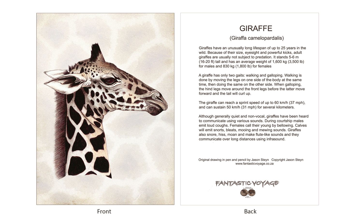 ClassicD020101 Giraffe Gift Card