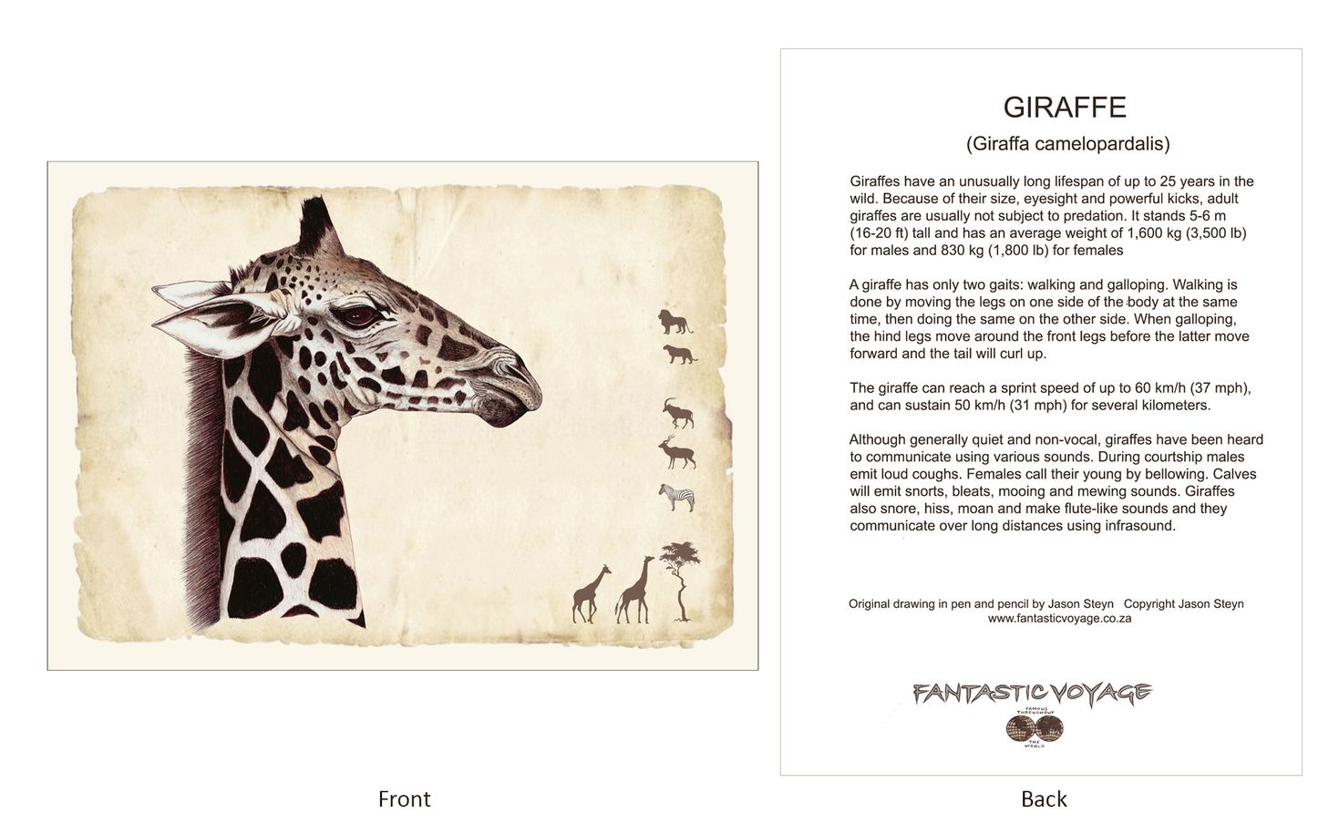 ClassicD020102 Giraffe Gift Card