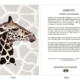 ClassicD020103 Giraffe Gift Card