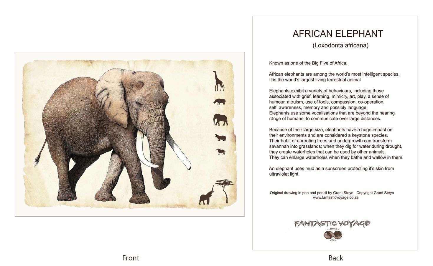 ClassicD030101 Elephant Gift Card