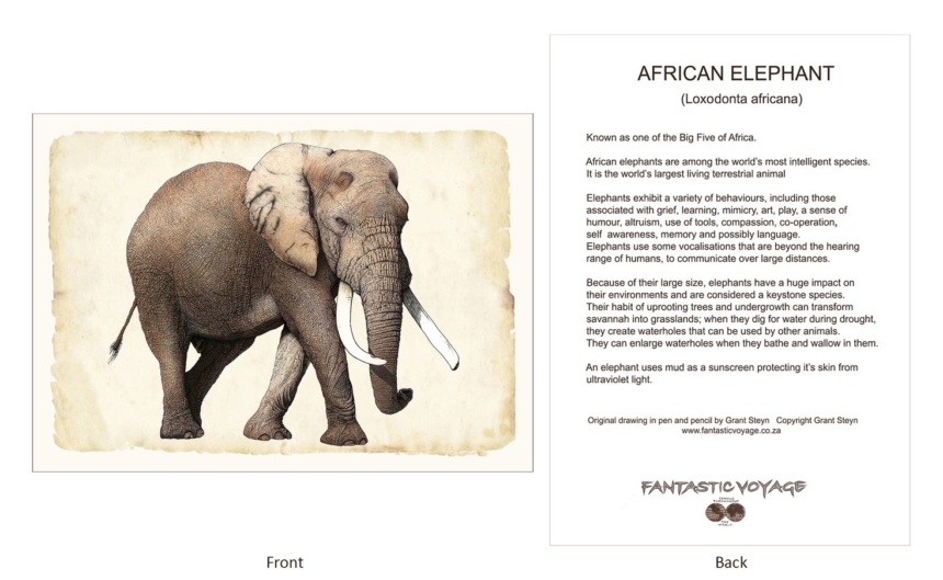 ClassicD030102 Elephant Gift Card