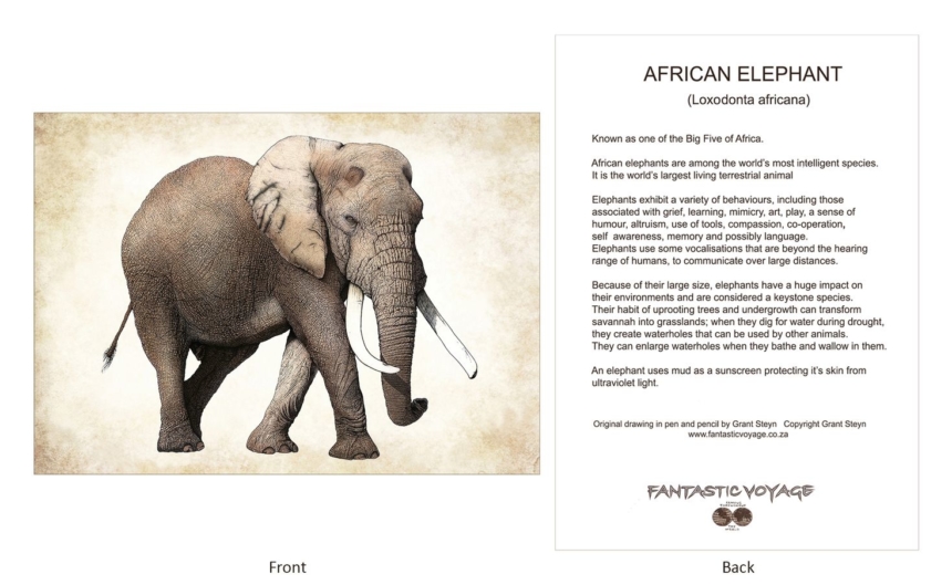 ClassicD030104 Elephant Gift Card