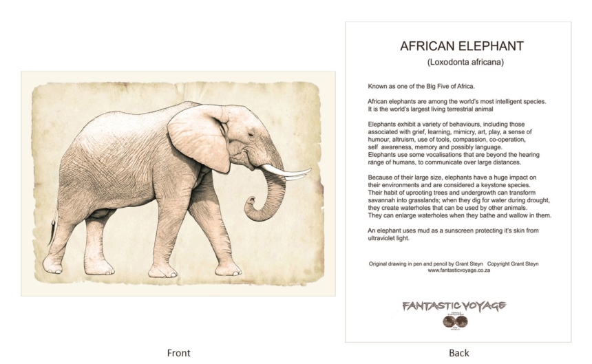ClassicD030401 Elephant Gift Card