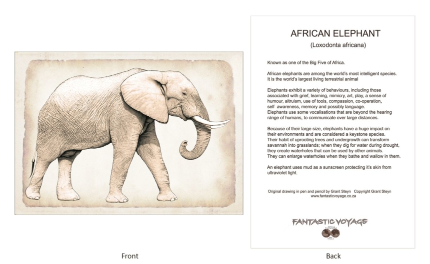 ClassicD030403 Elephant - Gift Card