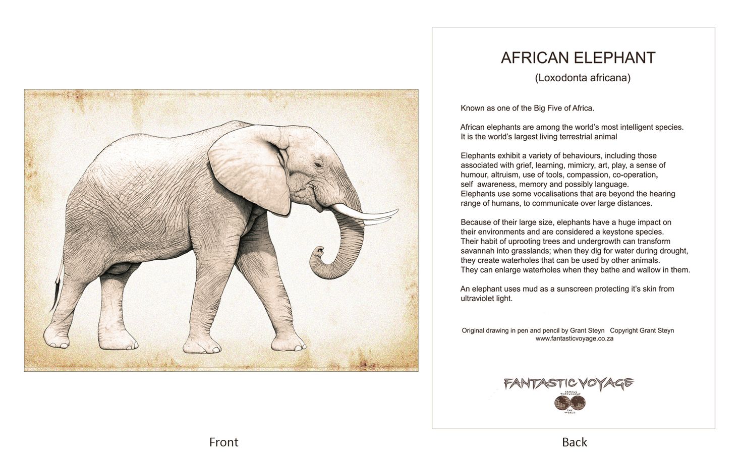 ClassicD030404 Elephant Gift Card