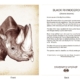 ClassicD040201 Rhino Gift Card