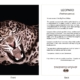 ClassicD050300 Leopard Gift Card