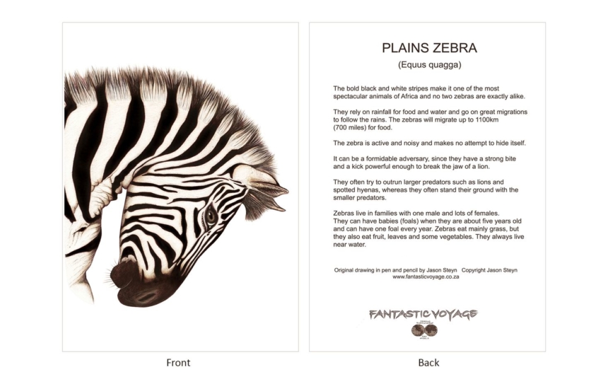 ClassicD060100 Zebra Gift Card