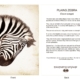 ClassicD060101 Zebra Gift Card