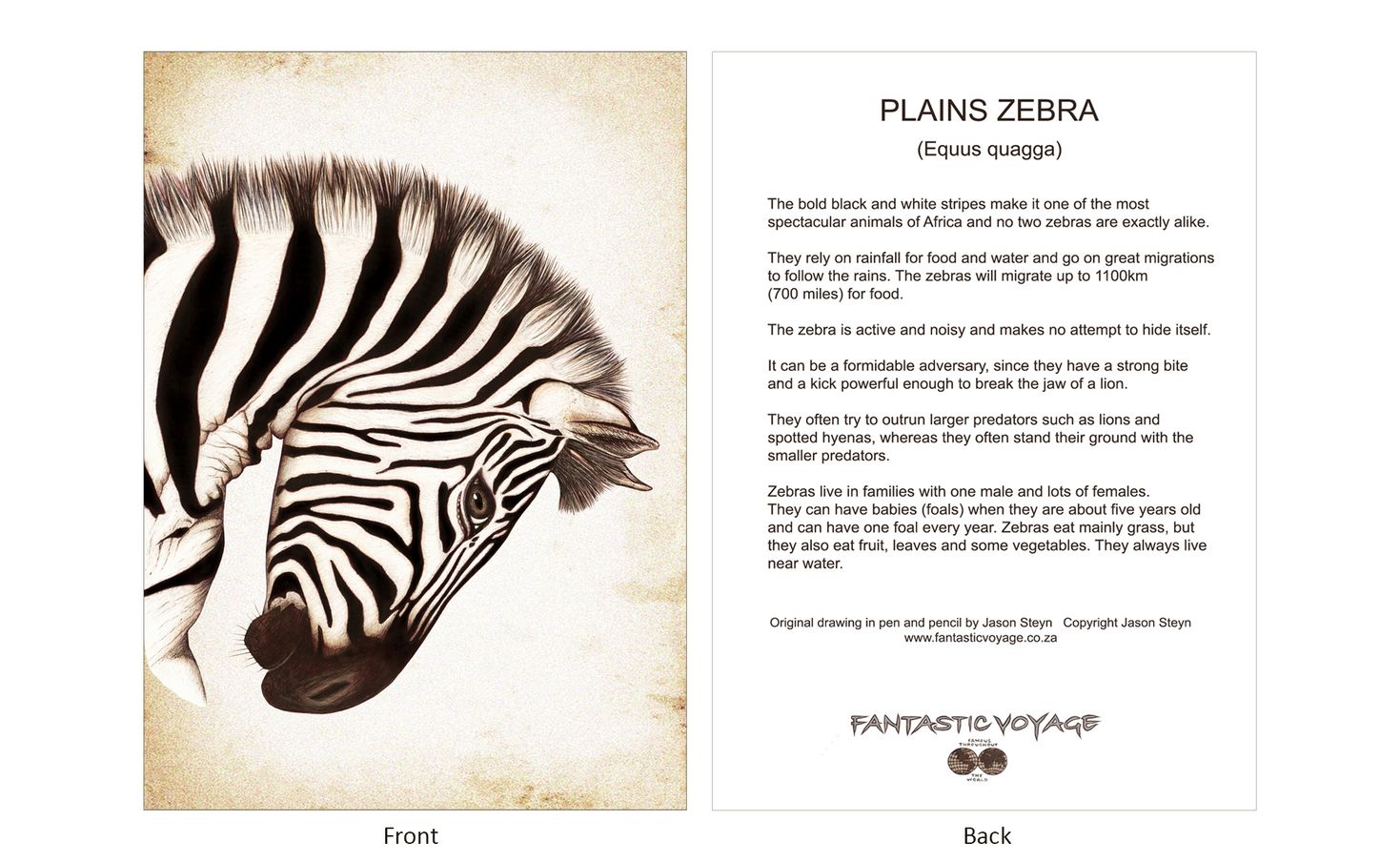 ClassicD060101 Zebra Gift Card