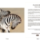 ClassicD060301 Zebra Gift Card