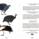 ClassicD500500 Guinea Fowl Gift Card