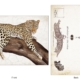ClassicE050402 Leopard Luxury Post Card