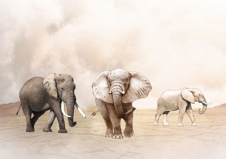 ClassicG0001 Elephants Collectors Print Size A4