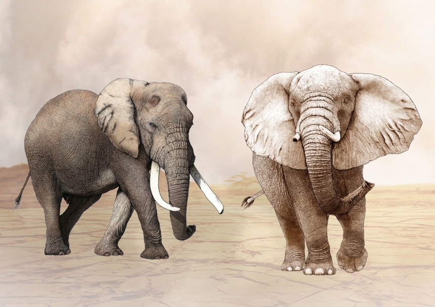 ClassicG0002 Elephants Collectors Print Size A4