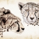 ClassicG0008 Cheetahs Collectors Print Size A4