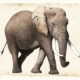 ClassicG0009 Elephant Collectors Prints Size A4