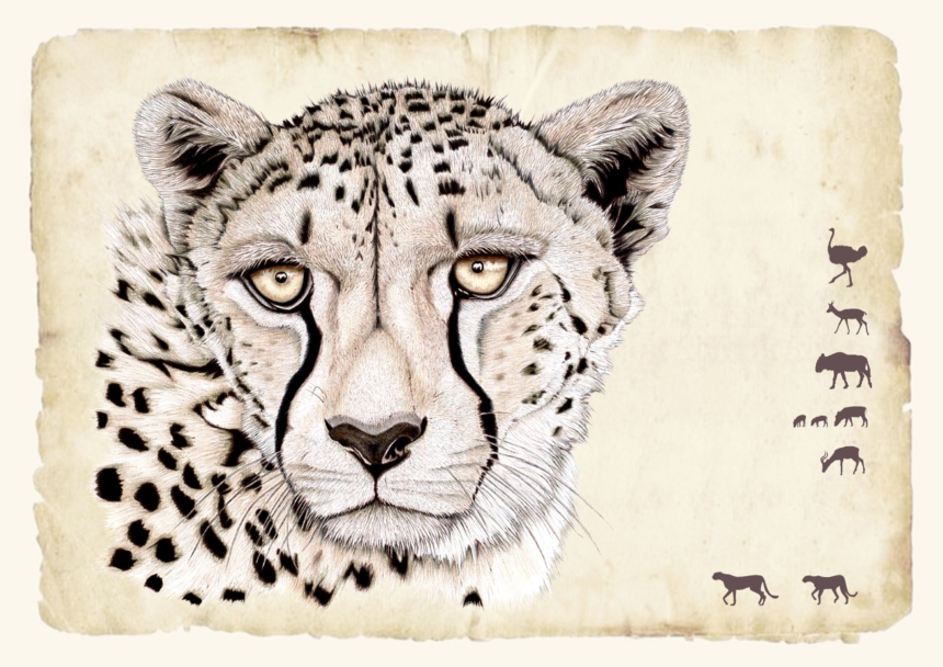 ClassicG0012 Cheetah Collectors Print Size A4