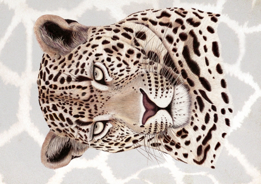 ClassicG0014 Leopard Collectors Print Size A4