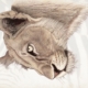 ClassicG0015 Lioness Collectors Print Size A4