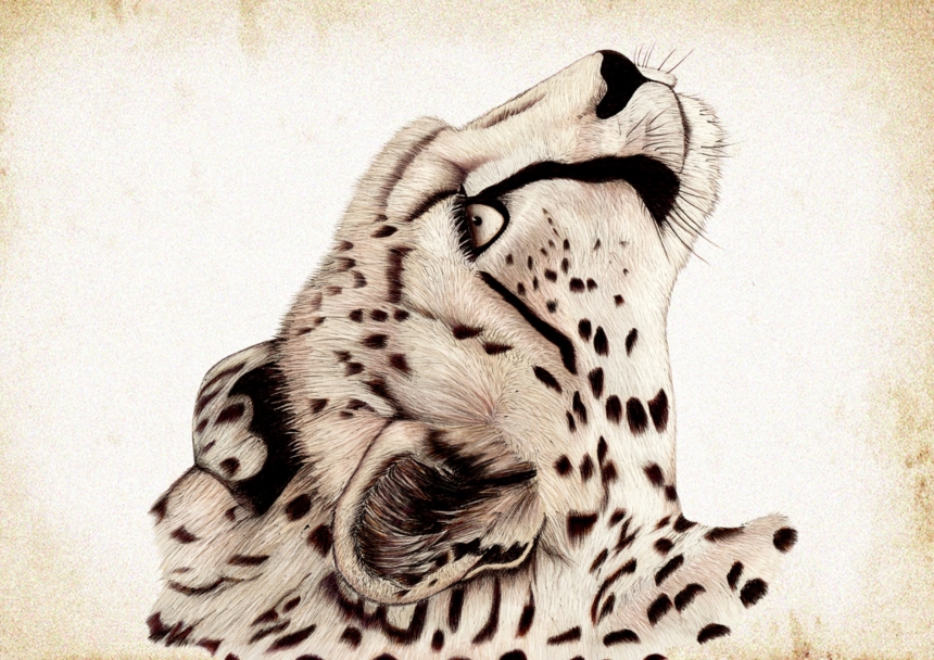 ClassicG0016 Cheetah - Collectors Print - Size A4
