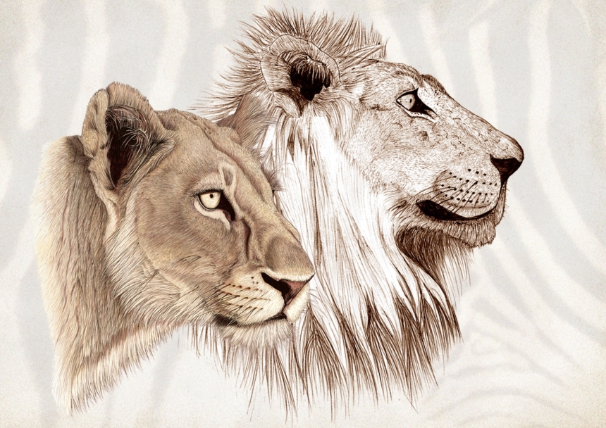 ClassicG0020 Lion Pair Collectors Print Size A4