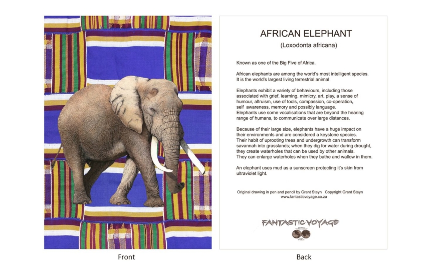 DesignerD030104 Elephant Gift Card